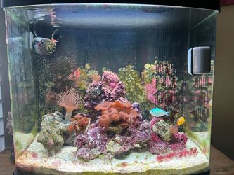 24gal Aquapod Nano Reef Tank.