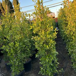 Ficus Nitida Privacy Hedge