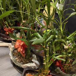 Bamboo Plants With Vases