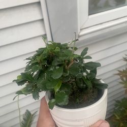 Fukien Tea Bonsai Tree Plants!! $25 Each!! 