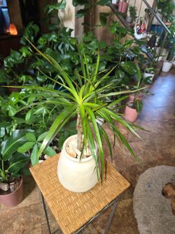 20in tall Dracena plant in 7in pot with shells