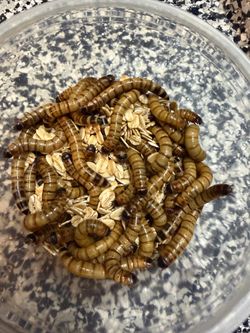 Live Mealworms  for reptiles or chickens