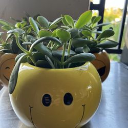 Crassula Jade Succulents In Emoji Ceramic Pot. SPECIAL PRICE 🤩