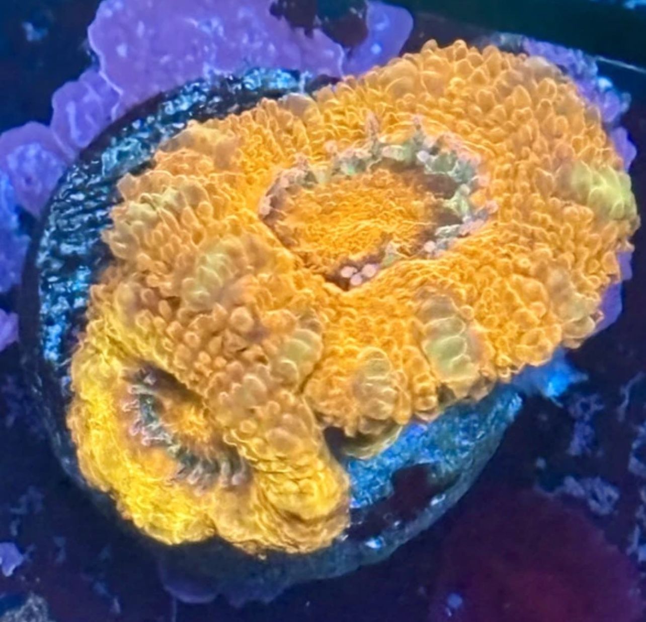 Asian Acan Display Decor