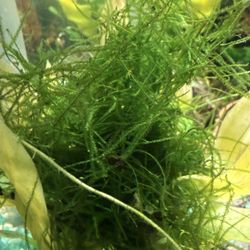 Java Moss