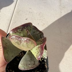 Rare Succulent,  Calico Heart