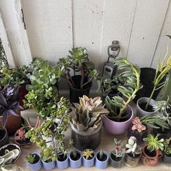 Huge plants, kitchen and garage sale! 1-8 February every day!