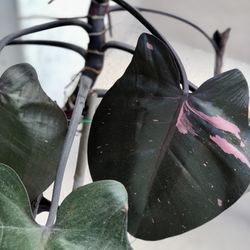 Plant Pink Princess Philodendron 