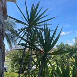 Five Dollar Large Cuttings I Do Have A Few Small Ones That Are Already Rooted