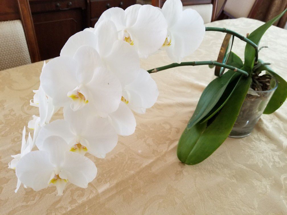 Beautiful large living white orchid (flower 14")