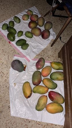 fruit trees (grafted)
