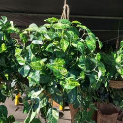 Artificial Hanging Plants Variety $30 Each