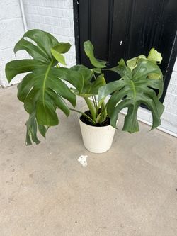 Plants For Sale 