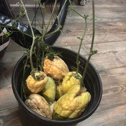 Sayote Chayotes Grow Ready To Plants