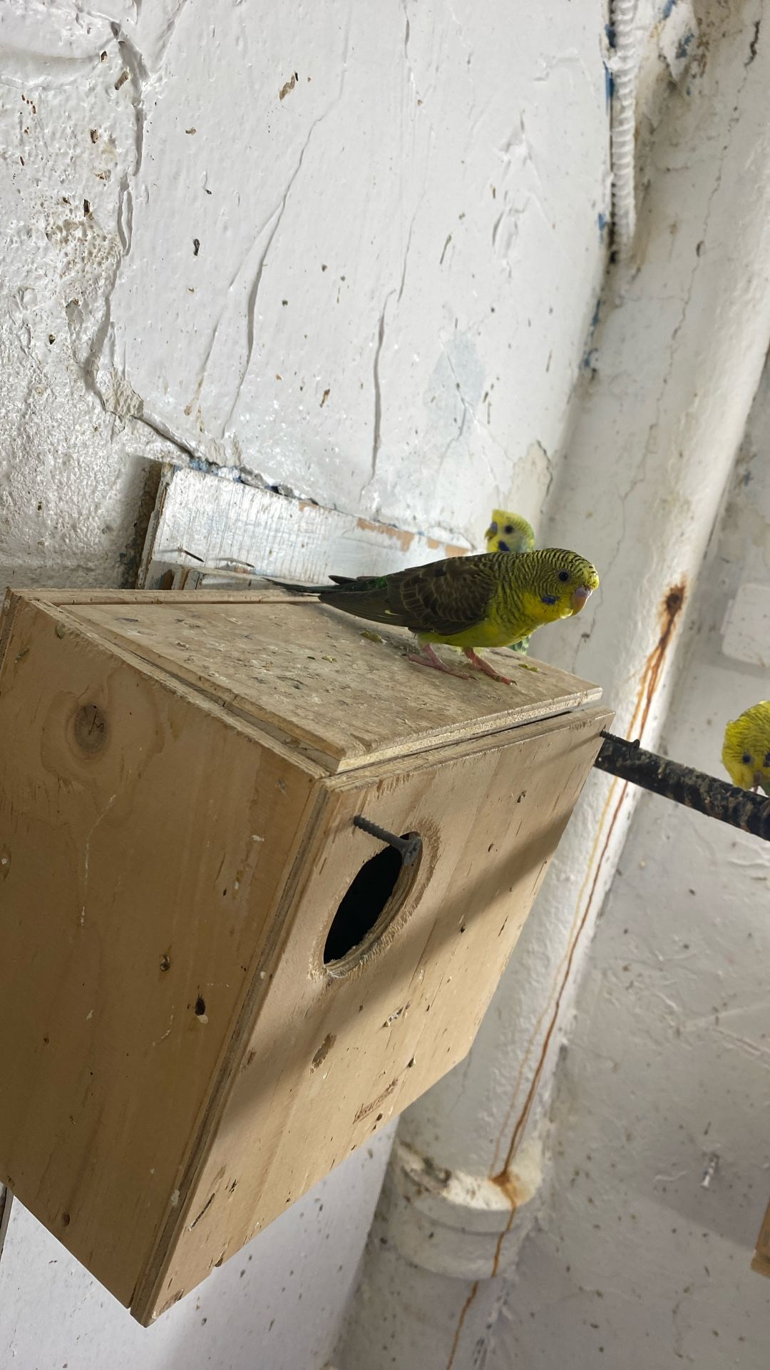 Cage