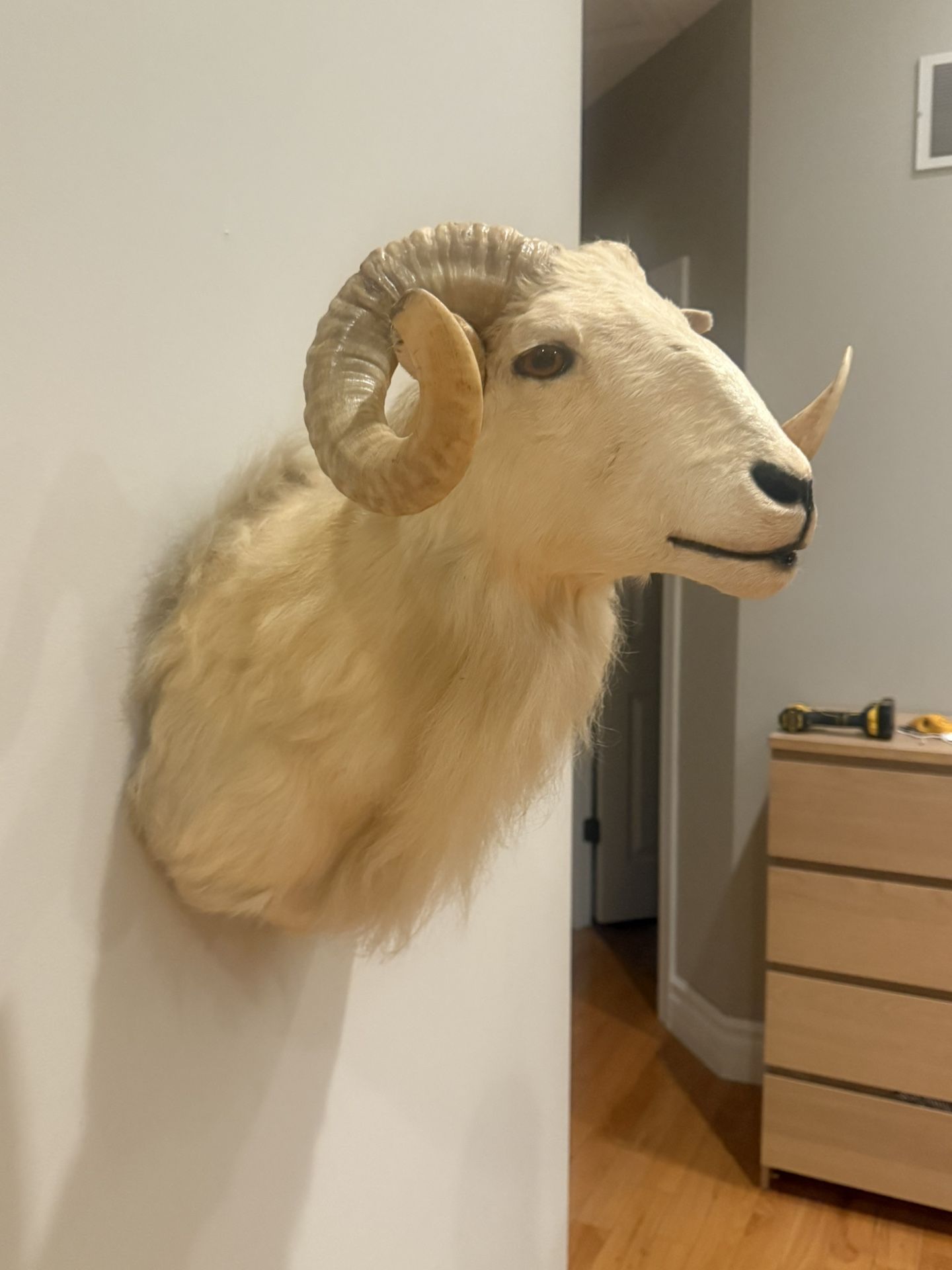 Big Dall Taxidermy Wall Mount