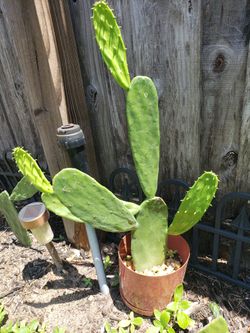 PRICKLY PEAR CACTUS 🌵