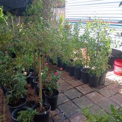 Assortment Plants