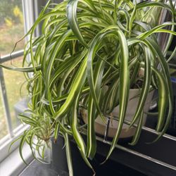 Curly Spider Plant & Ceramic Pot