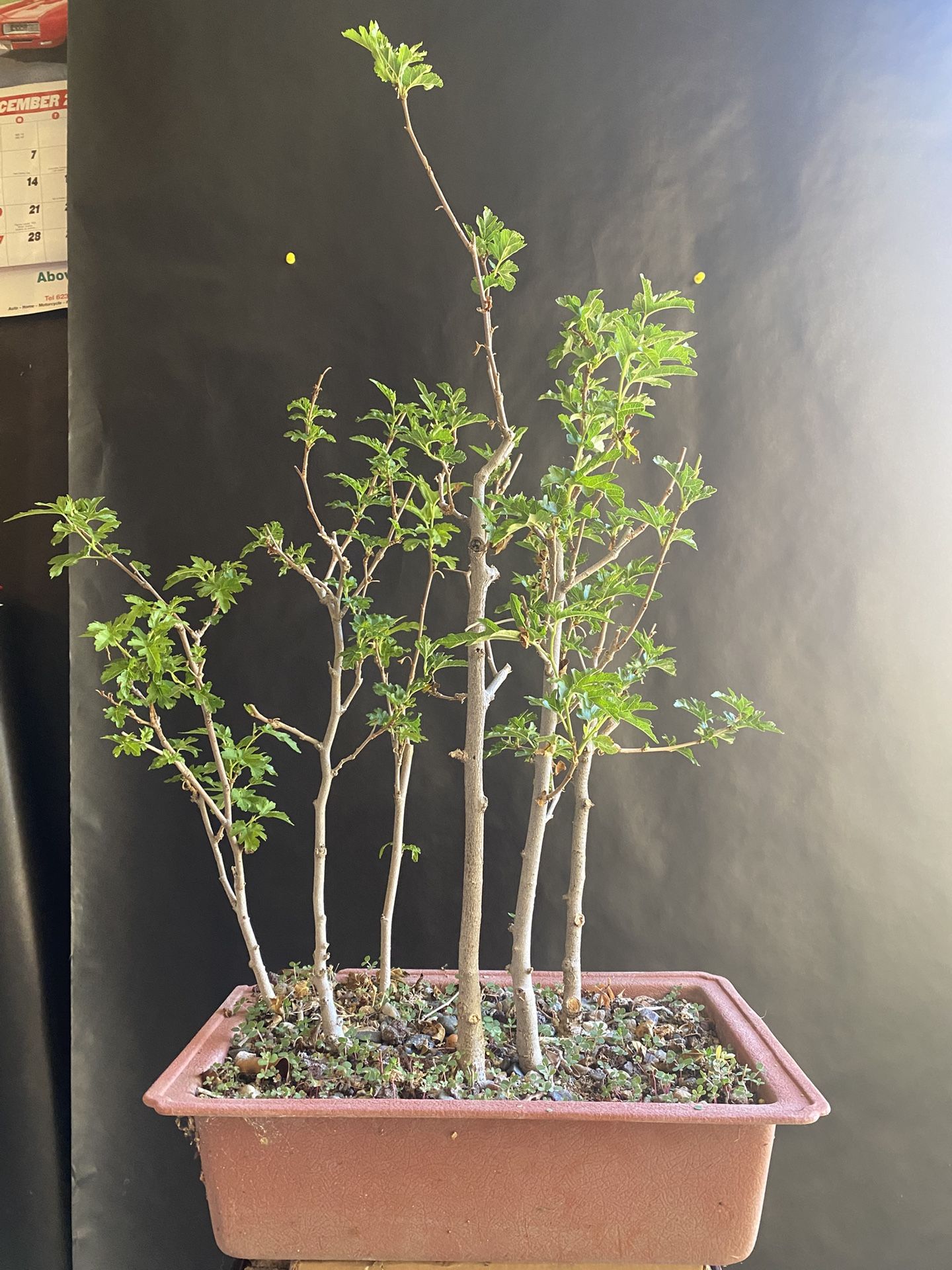 Pre Bonsai Forest