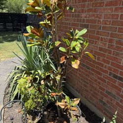 FREE Magnolia Tree 