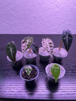 Alocasia starter plants