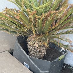 Sago Palm 