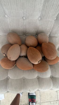 Organic fresh Mamey (Sapote)