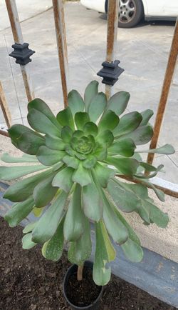 Succulent plant