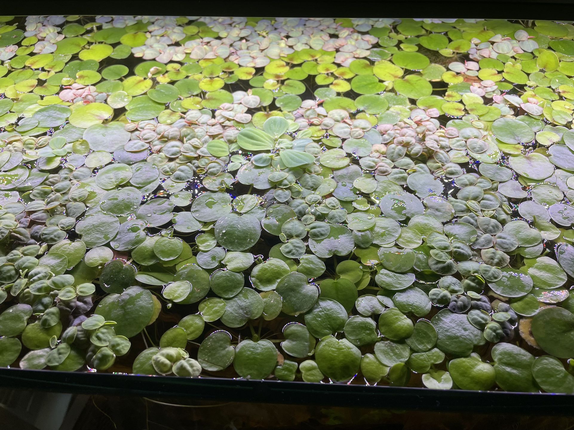 Floating Aquarium Plants