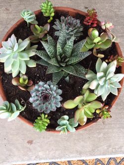 Terra cotta planter with succulent plants
