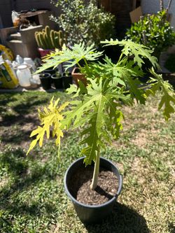 Papaya tree