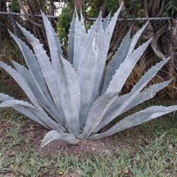 Blue Agave 