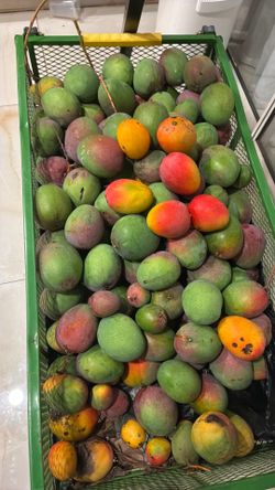 Very sweet an juicy mangoes