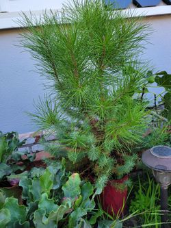 Pine   Tree