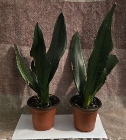 Rare Whitney Snake Plant 