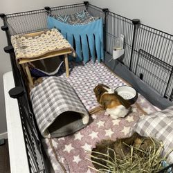 Guinea Pigs/ Furniture 