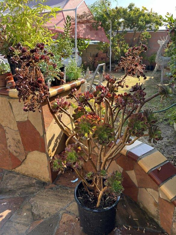Beautiful Bonsai Aeonium Burgundy Rose Succulents 🎃 ❤️❤️