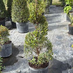 Topiary Spiral - 3gl