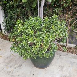 Planters Huge House Decor Patio Backyard 