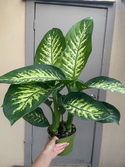 Dieffenbachia Tropic Snow Dumb Cane House Plant 6” Pot
