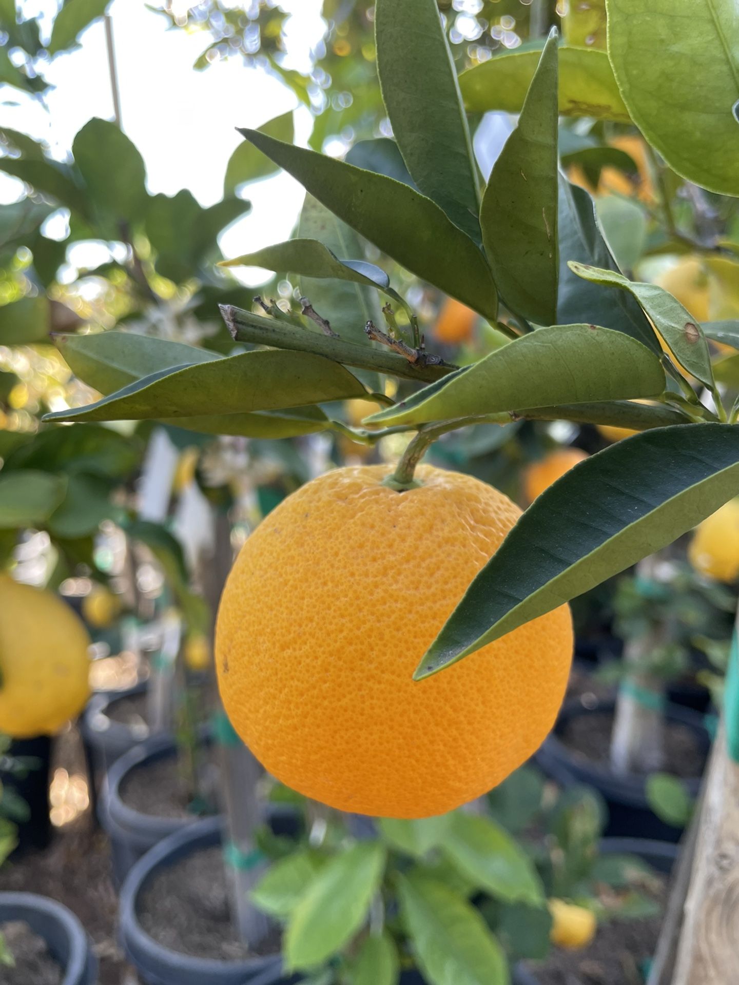 5 Gallon Size Citrus Trees - Lemon Trees - Lime Trees - Grapefruit