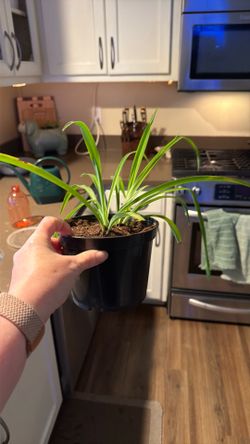 Spider Plant – Full & Healthy Houseplant in 6” Pot