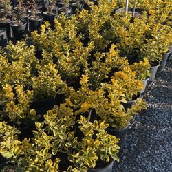 Shrubs