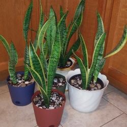 Mother in laws tongue-snake house plants$16-$26 Each pot