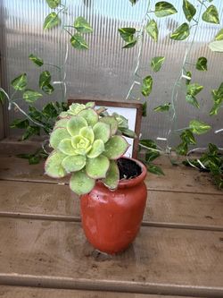 Pinwheel Aeonium