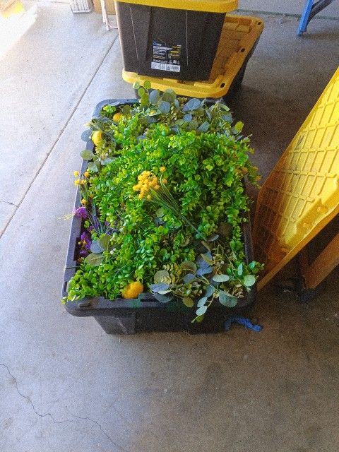 Varity Of Plants