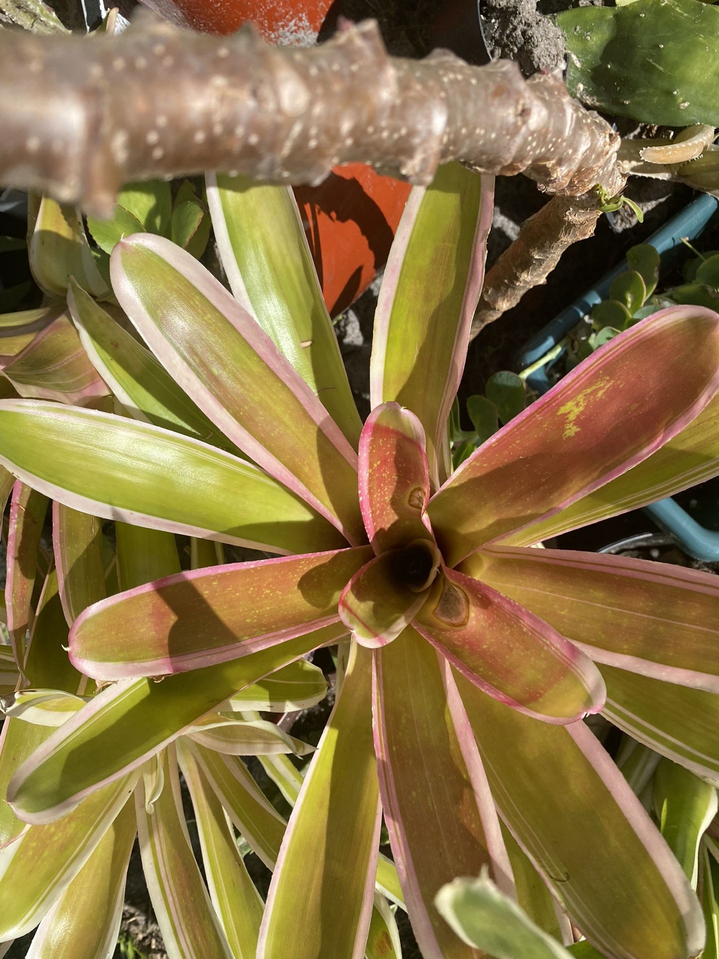 Bromeliad 4