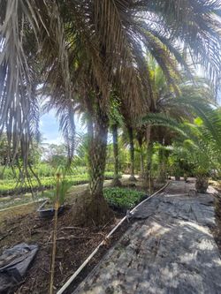 Sylvester palms available