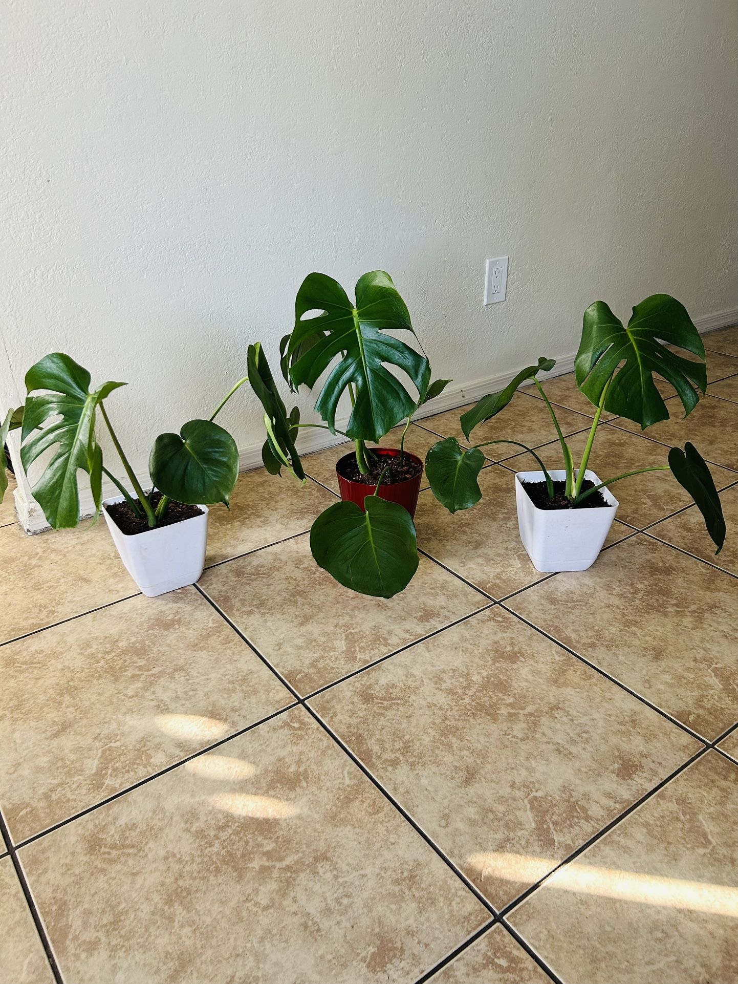 Plants for sale 15 each